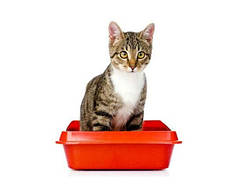 Видалення плям і запахів