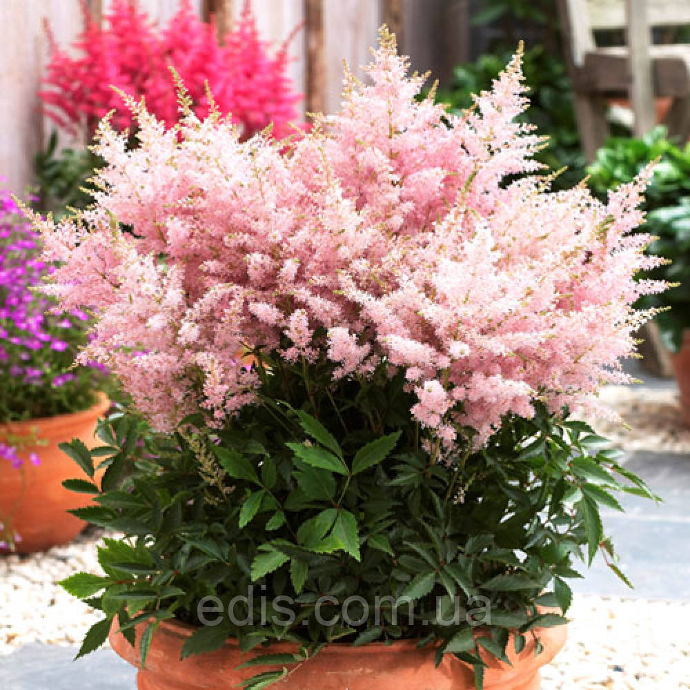 Астильба Lilliput (Ліліпут) Низькоросла!