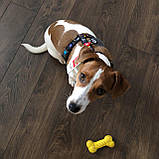 Шлейка для собак анатомічна H-подібна Waudog Nylon з QR-паспортом, малюнок Nasa, фото 4