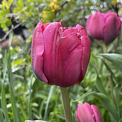 Тюльпан махровий фіолетовий Alison Bradley, цибулина