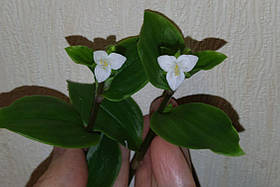 Традесканція білоцвіткова. Силамонтана