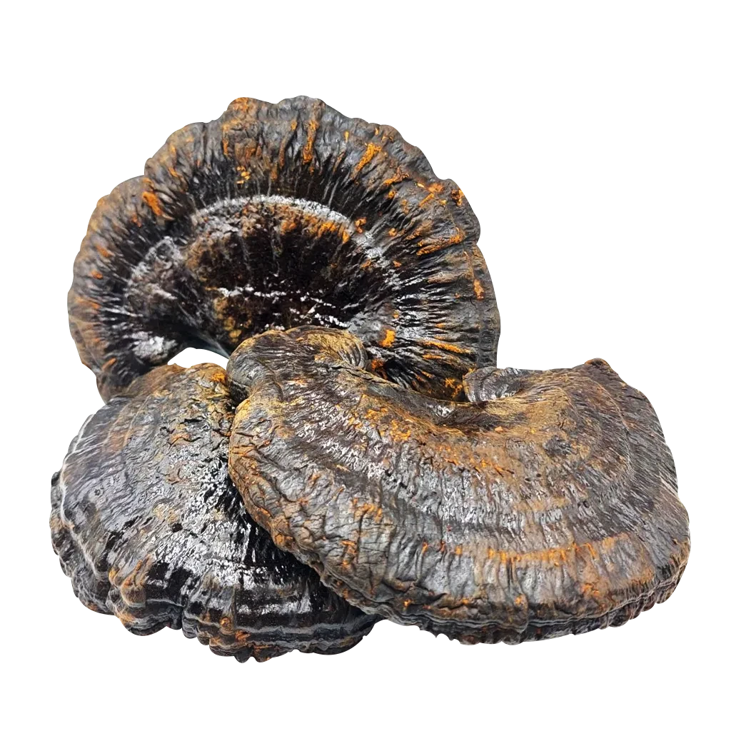 Трутовик лакований (Рейші) (Ganoderma lucidum)