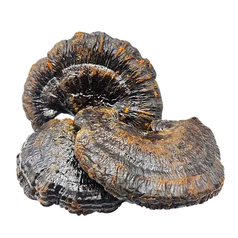 Трутовик лакований (Рейші) (Ganoderma lucidum), фото 1