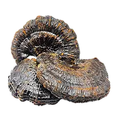 Трутовик лакований (Рейші) (Ganoderma lucidum)