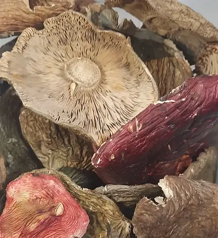 Сироїжка їстівна (Russula vesca) сушена - 1000 гр., фото 1