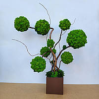 Декор з моху - стабізоване дерево, дерево з моху, топіарій з моху