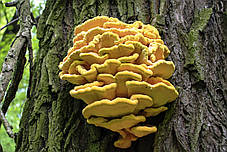Трутовик сірчано-жовтий (Laetiporus sulphureus) сушений 500 гр.