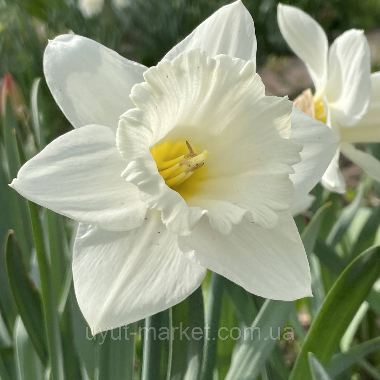 Нарцис білий трубчастий Mount Hood (Маунт Худ) Белая Гора, цибулина, фото 1