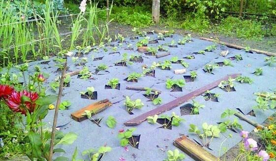 agrovolokno_dlya klubniki-min agrovolokno