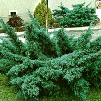 Ялівець середній "Pfitzeriana Glauca"С2