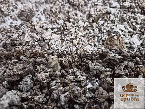 Їстівний сушений зерновий міцелій Їжовика гребінчастого/ Герициум (Hericium erinaceus) 50 г