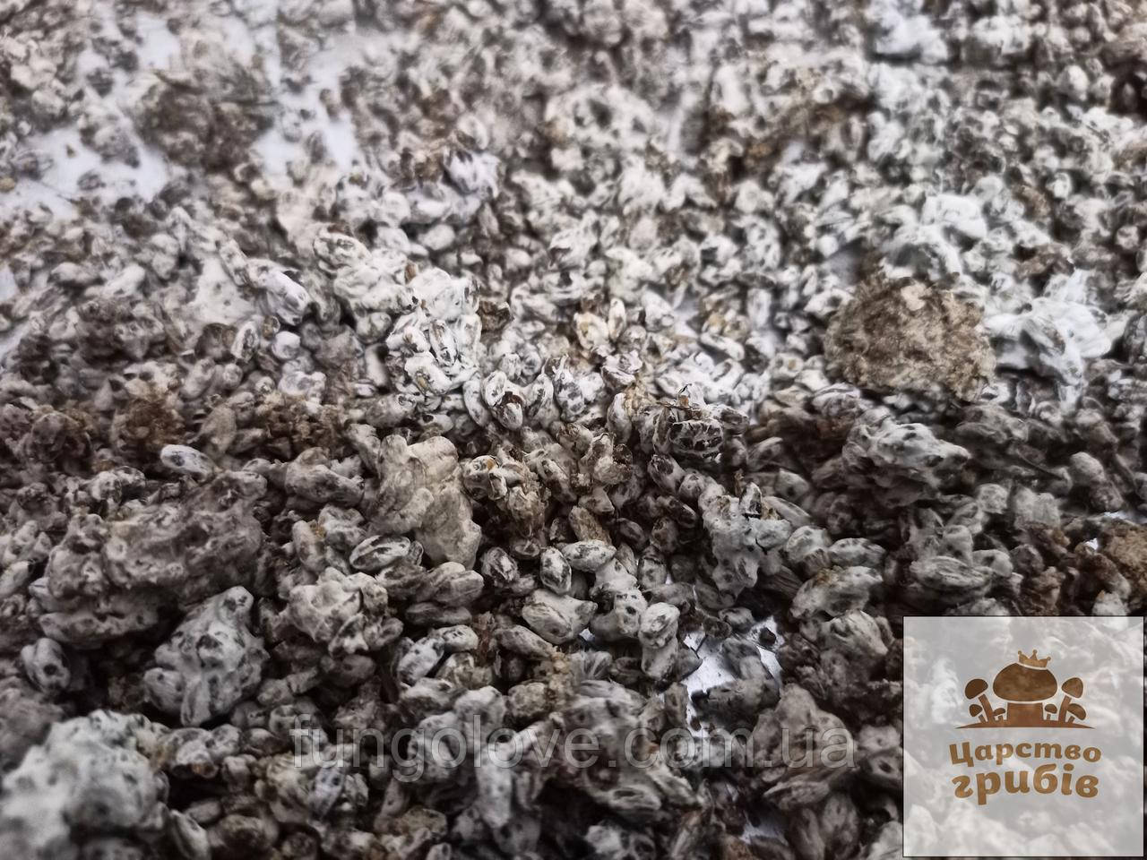 Їстівний сушений зерновий міцелій Їжовика гребінчастого/ Герициум (Hericium erinaceus) 50 г