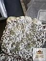 Їстівний сушений зерновий міцелій Їжовика гребінчастого/ Герициум (Hericium erinaceus) 50 г, фото 4