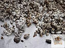 Їстівний сушений зерновий міцелій Їжовика гребінчастого/ Герициум (Hericium erinaceus) 50 г, фото 7