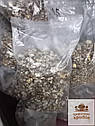 Їстівний сушений зерновий міцелій Їжовика гребінчастого/ Герициум (Hericium erinaceus) 50 г, фото 8