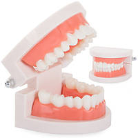 Стоматологічна модель щелепи зубці slamy
