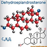 ДГЕА для підвищення тестостерону дгеа для чоловіків дгеа для жінок 30 капсул 25мг, фото 2