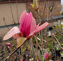 Магнолія Дайбрек / C7,5 / h 80-120 / Magnolia Daybreak, фото 2