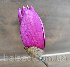 Магнолія Аметист Флейм / С7,5 / h 120-160 / Amethyst Flame, фото 5