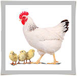 Вольєри для птахів, для обробки пера, корморізки