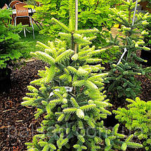 Ялиця іспанська Ауреа / С5 / h 30-40 / Abies pinsapo Aurea, фото 6