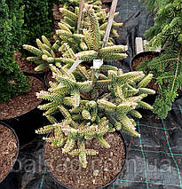 Ялиця іспанська Ауреа / С5 / h 30-40 / Abies pinsapo Aurea, фото 4