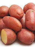 Картопля насіннева Рудольф 2,5кг