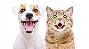 Все для собак і котиків