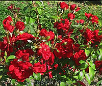 Роза Традишин 95. (вв). Плетистая роза