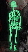 Скелет светящийся фосфорный ABC (21 см)