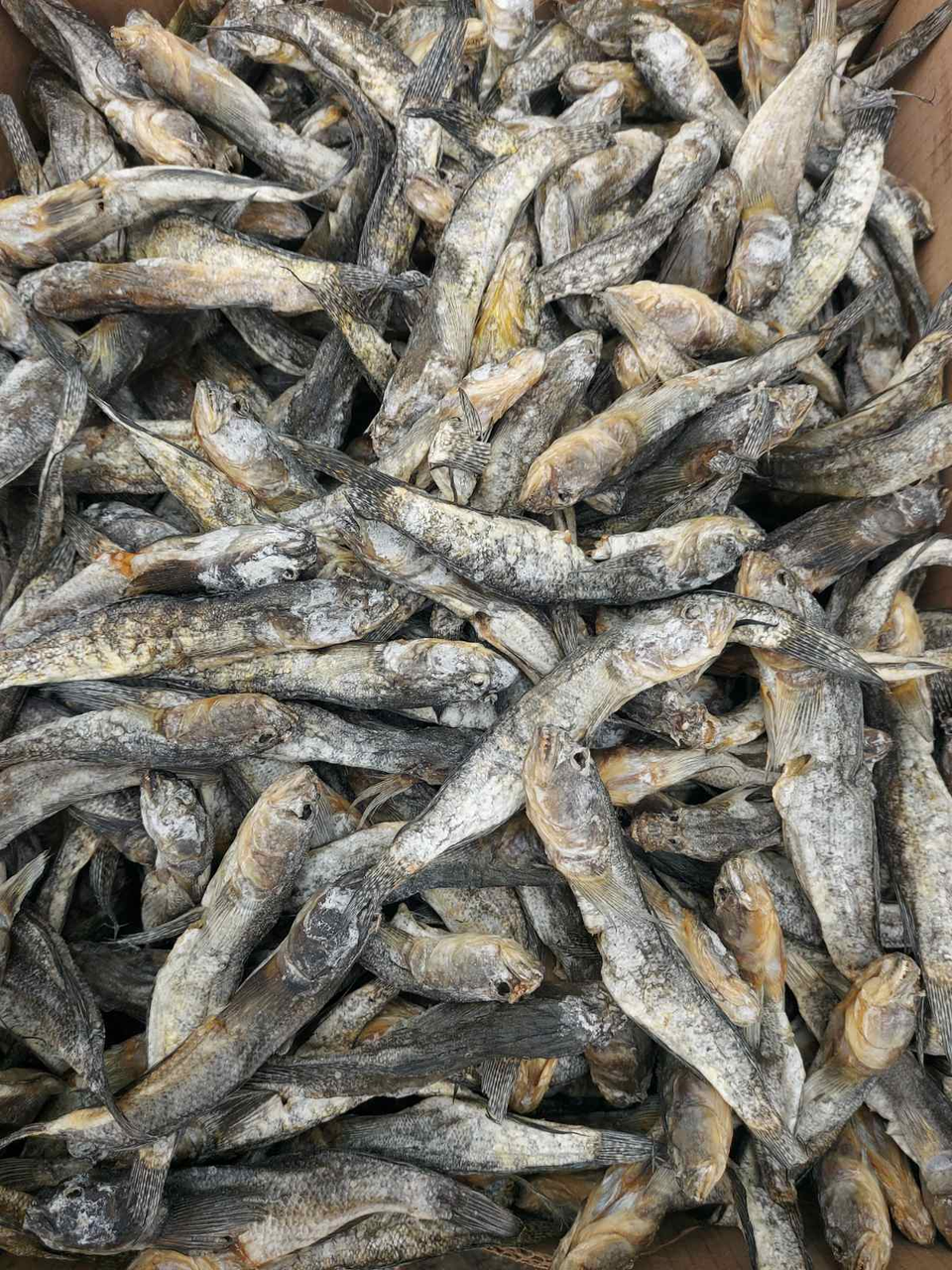 Бичок зеленчак, (без ікри) в'ялений 20-40гр - фото 1 - id-p1570671202