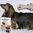 Краплі протикліщові на холку для собак, Суперіум Невертікс, 4-10 кг / Засіб від ектопаразитів собак, фото 3