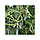 Насіння огірка Седрик F1 500 насіння Enza Zaden, фото 3