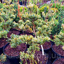 Сосна японська Фукай ​​​​​​​/ С7,5 / h 40-50 / Pinus Fukai, фото 3