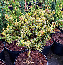 Сосна японська Фукай ​​​​​​​/ С7,5 / h 40-50 / Pinus Fukai, фото 3