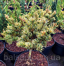 Сосна японська Фукай ​​​​​​​/ С7,5 / h 40-50 / Pinus Fukai, фото 4