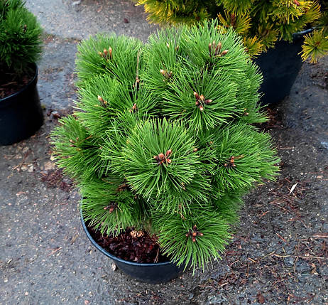 Сосна чорна Хельга / С25 / h 40-50 / Pinus nigra Helga, фото 2