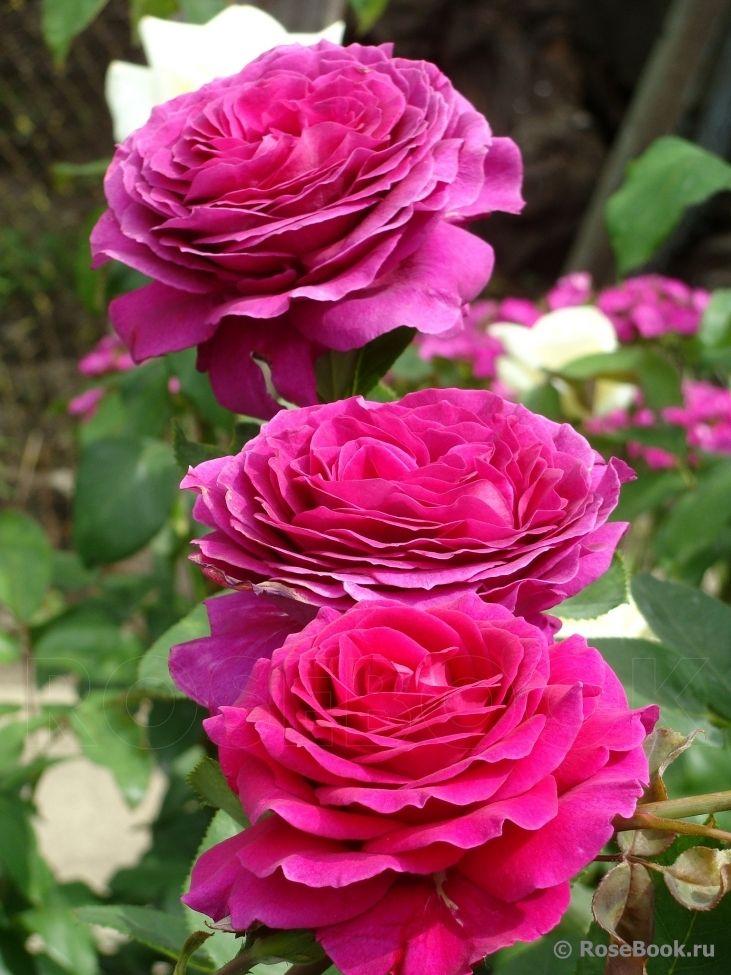 Розы сербия в ассортименте розы - фото 1 - id-p1821886898