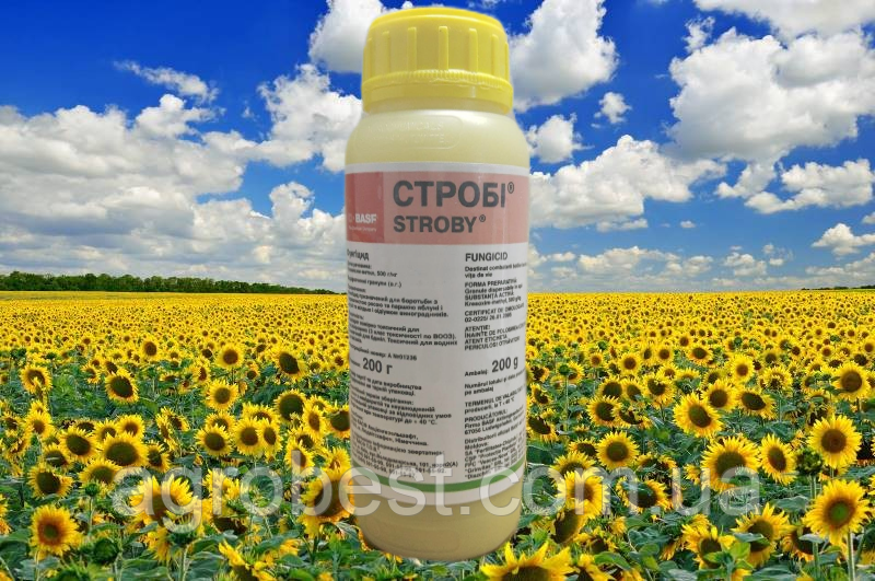 Фунгицид Строби 200 Г — Купить Недорого на Bigl.ua (278035302)
