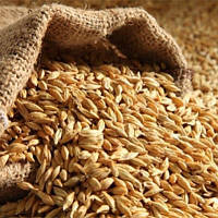 Солод Château Aroma - Шато Арома 1кг - Castl Malting Бельгія - солод ячмінний спеціальний