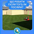 Що робити після посіву газону?