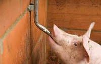 Набір ніпельного напування для свиней та поросят від 25 кг з нержавіючої сталі - опора регулюється за висотою