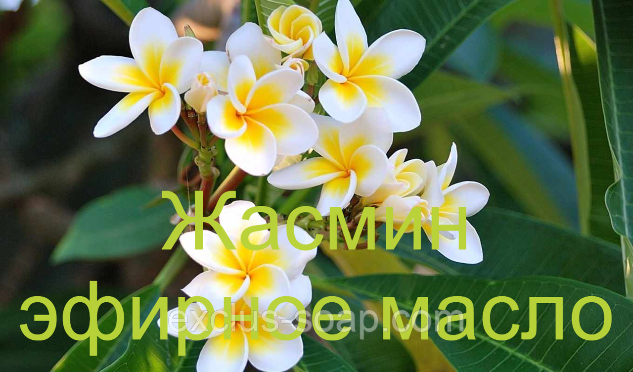 Жасмин-ефірна олія (парфумована) (Німеччина) — 10 мл, фото 1