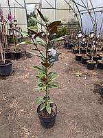 Магнолия крупноцветковая (Magnolia grandiflora) "Exmouth" /H 1.3 м / С12 L