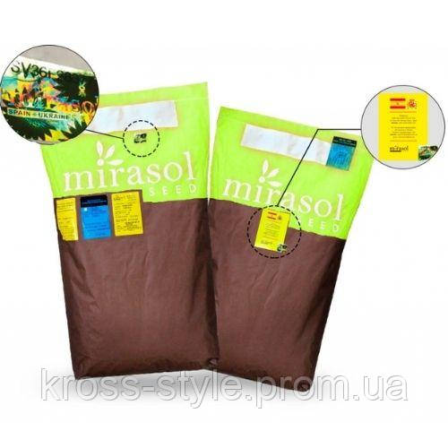 Кукурудза гібрид "ЛЕВАНТЕ" ФАО 280 (MIRASOL SEED) ІСПАНІЯ