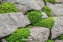 Очиток (седум) їдкий, фото 5