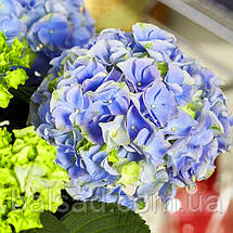 Гортензія Хай Рівер / Р12 / Hydrangea macrophylla Hi River, фото 5