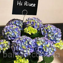 Гортензія Хай Рівер / Р12 / Hydrangea macrophylla Hi River, фото 6