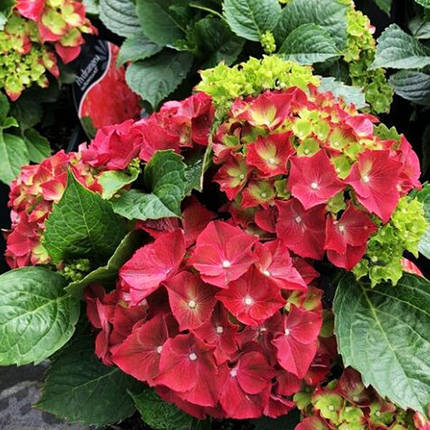 Гортензія крупнолиста Хай Фаєр / Р12 / Hydrangea Hi Fire, фото 2