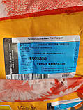 Насіння соняшника Limagrain 59580 Круїзер стійке до технології ExpressSun, фото 5